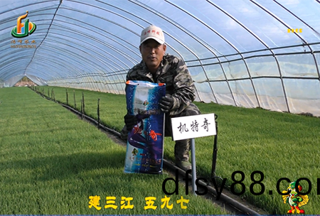 建三江597三(san)隊(dui)